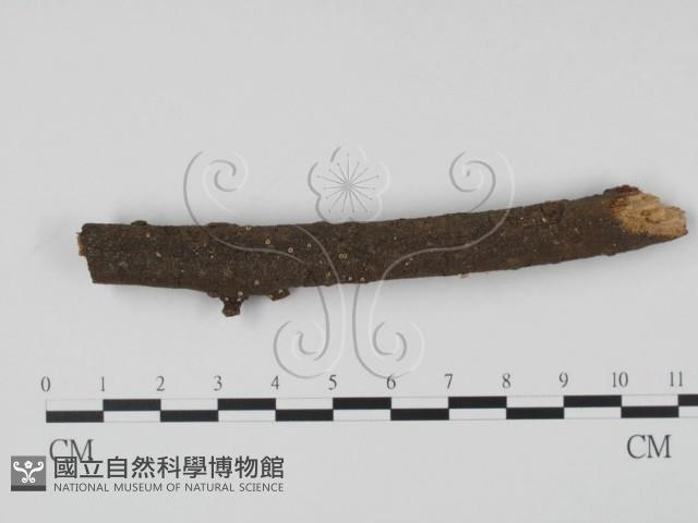 登錄號:F0022491藏品圖，第1張