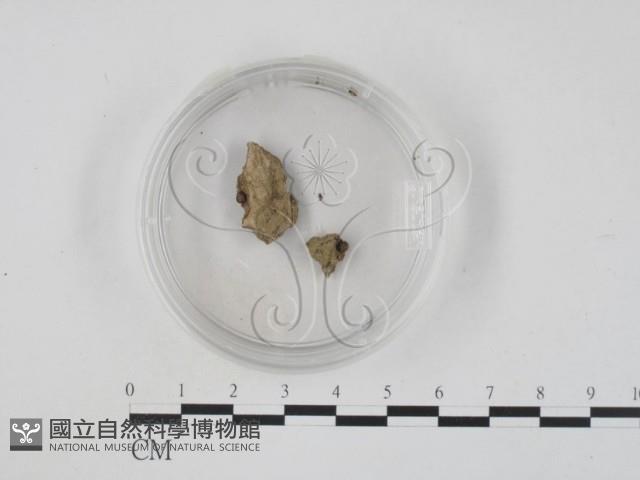 登錄號:F0002491藏品圖，第1張