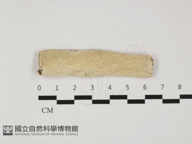 樹脂殼菌屬藏品圖，第1張