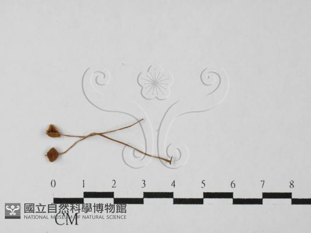 登錄號:F0027491藏品圖，第1張