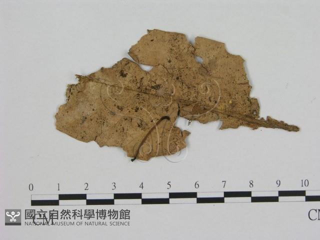 小菇屬藏品圖，第1張