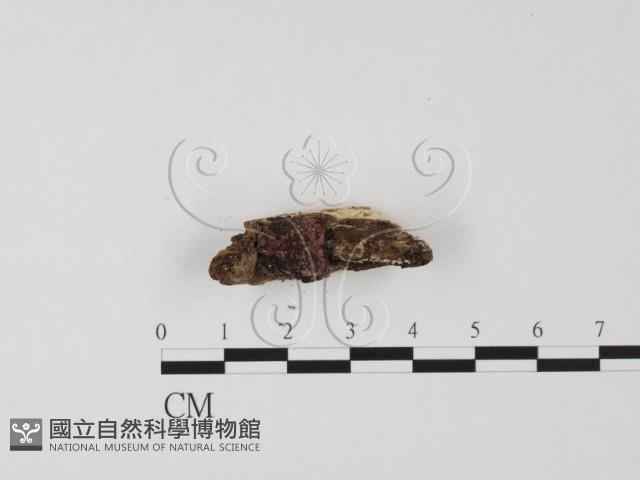 登錄號:F0025491藏品圖，第1張