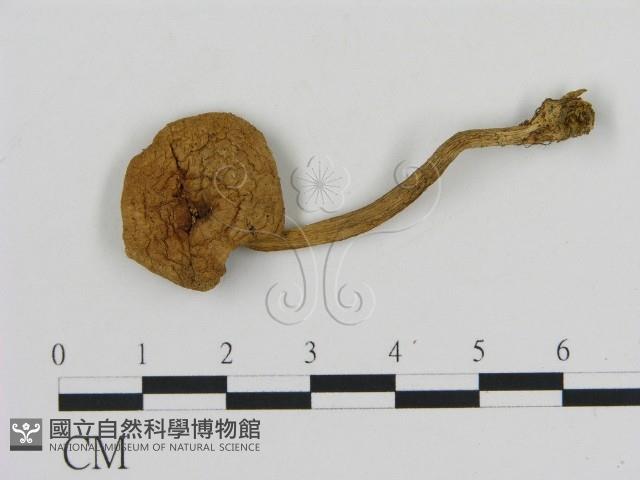 登錄號:F0005491藏品圖，第1張