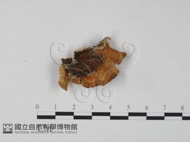 栓菌屬藏品圖，第1張