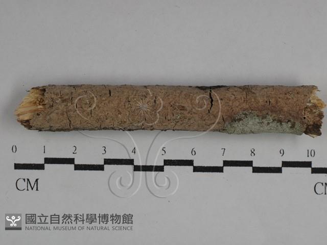 登錄號:F0029491藏品圖，第1張