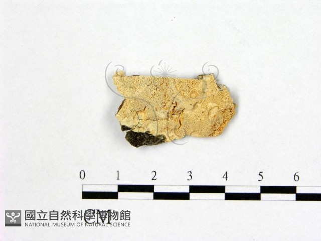 登錄號:F0009491藏品圖，第1張