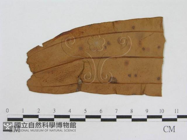 登錄號:F0019491藏品圖，第1張