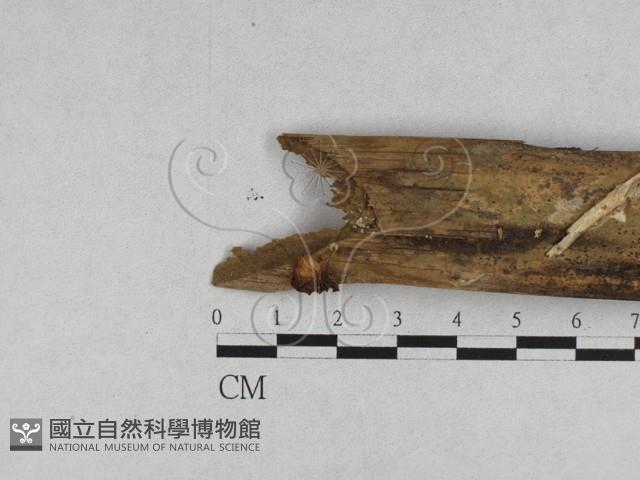 登錄號:F0023491藏品圖，第1張