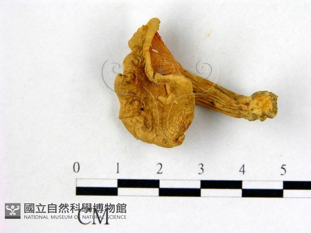 登錄號:F0003491藏品圖，第1張