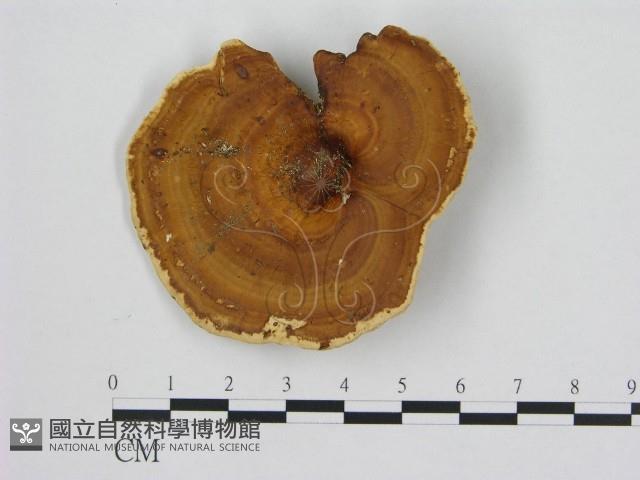 相鄰小孔菌藏品圖，第1張