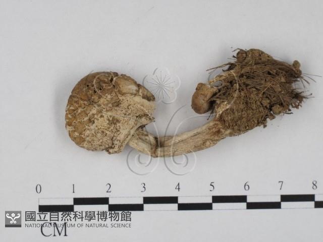 登錄號:F0020791藏品圖，第1張
