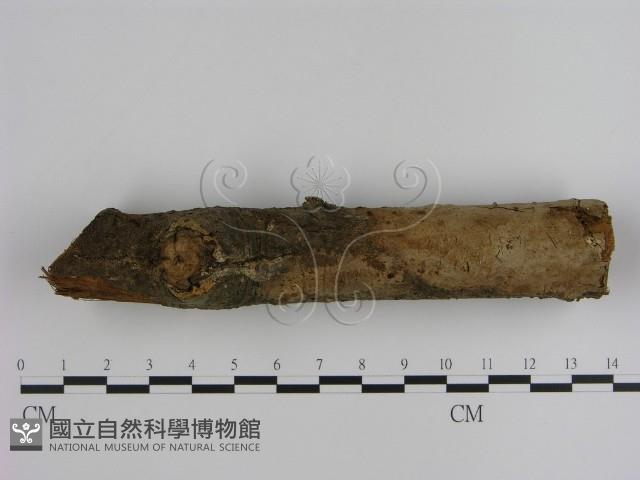 刺革菌屬藏品圖，第1張