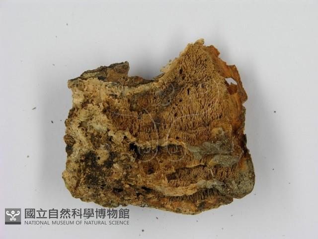 登錄號:F0010791藏品圖，第1張