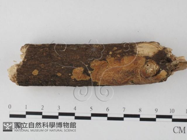 館號:F0021791藏品圖，第1張