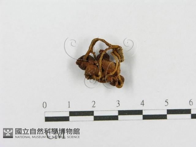 登錄號:F0001791藏品圖，第1張