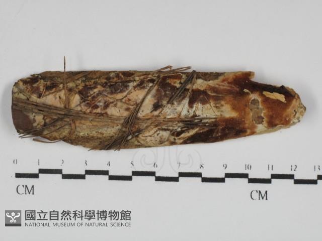 登錄號:F0031791藏品圖，第1張