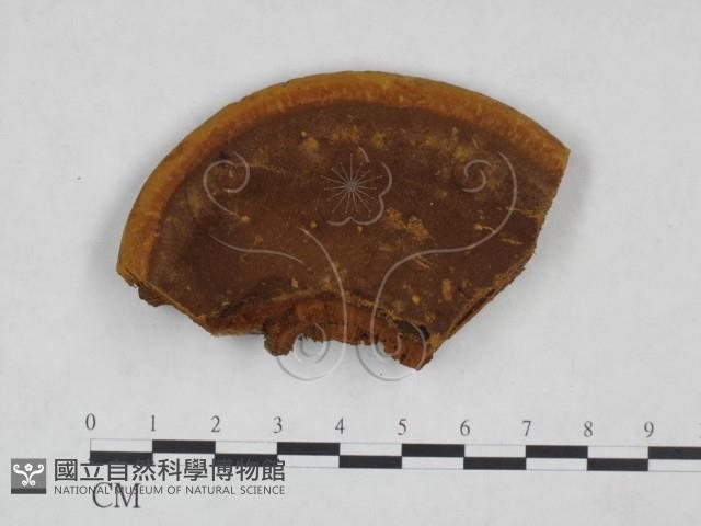 登錄號:F0024791藏品圖，第1張