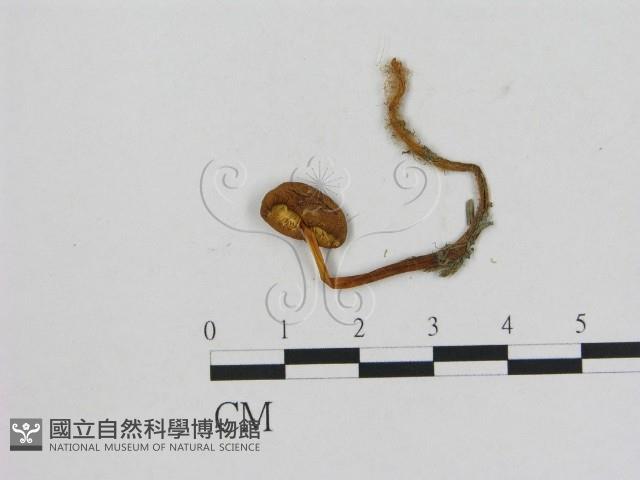 小菇屬藏品圖，第1張