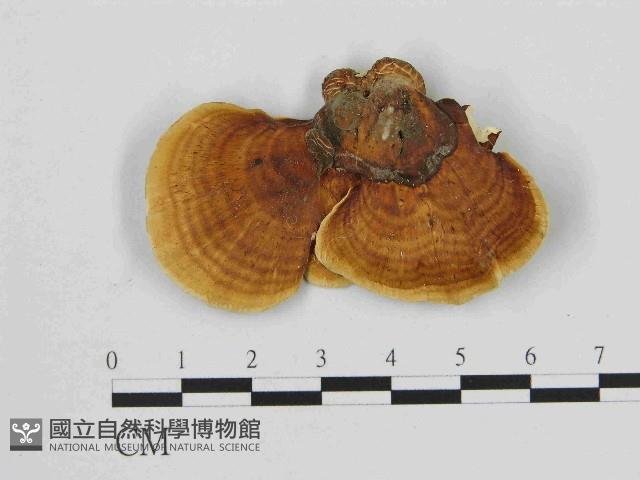 小孔菌屬藏品圖，第1張