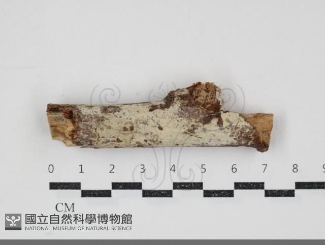 登錄號:F0034791藏品圖，第1張