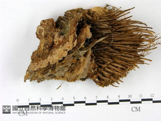 登錄號:F0022791藏品圖，第1張