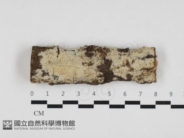 登錄號:F0032791藏品圖，第1張
