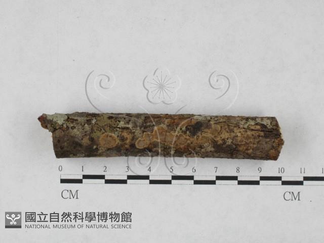 刺革菌屬藏品圖，第1張