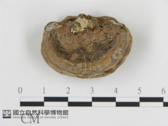 登錄號:F0007791藏品圖，第1張