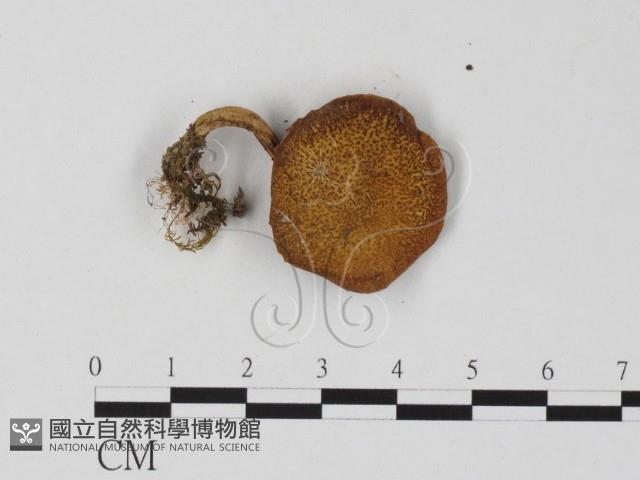 登錄號:F0025791藏品圖，第1張