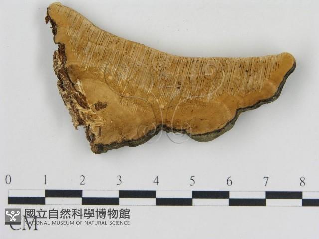 松生擬層孔菌藏品圖，第1張