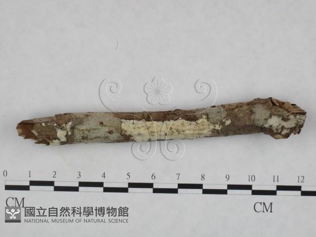 登錄號:F0023791藏品圖，第1張