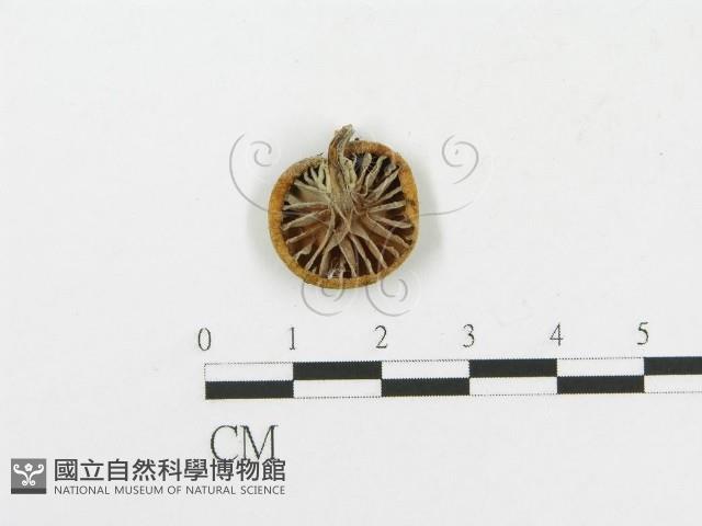 登錄號:F0003791藏品圖，第1張