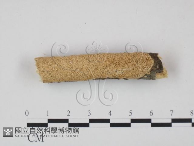 登錄號:F0013791藏品圖，第1張