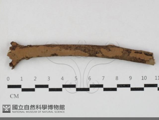 刺革菌屬藏品圖，第1張