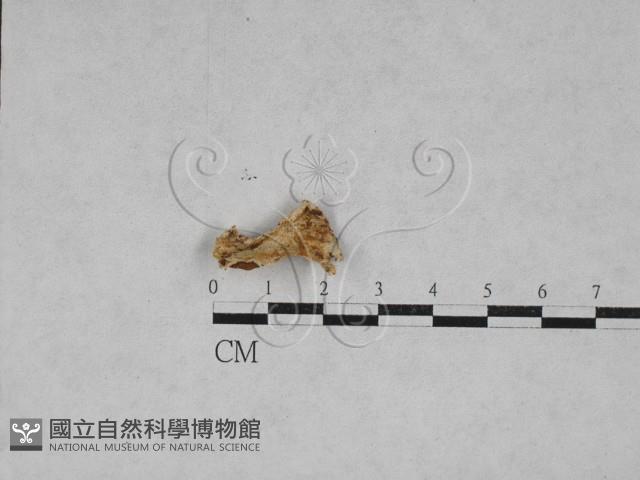 銳孔菌屬藏品圖，第1張