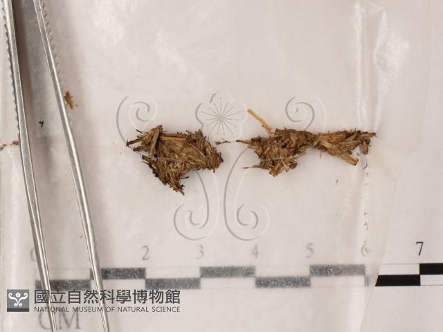 登錄號:F0000591藏品圖，第1張