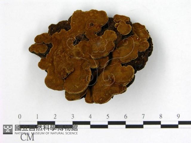 登錄號:F0010591藏品圖，第1張