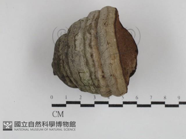 登錄號:F0030591藏品圖，第1張