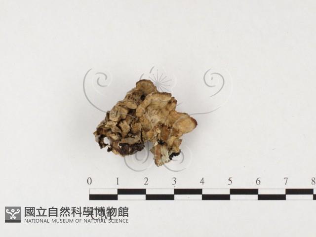 登錄號:F0026591藏品圖，第1張