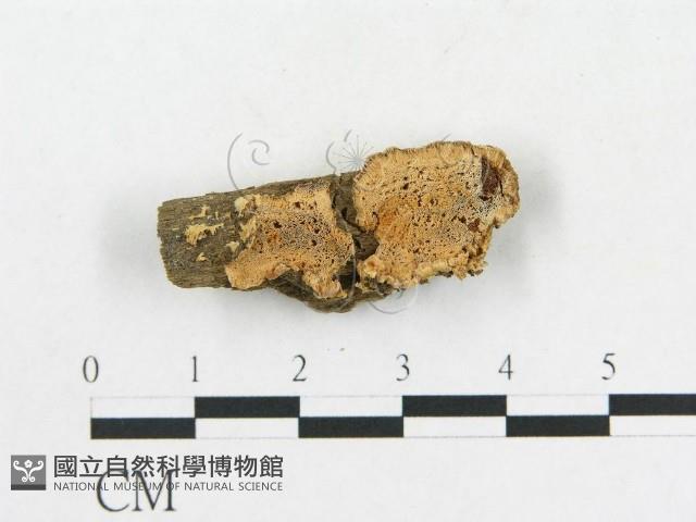 登錄號:F0006591藏品圖，第1張