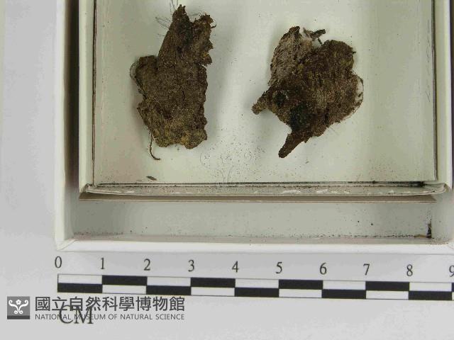 登錄號:F0021591藏品圖，第1張