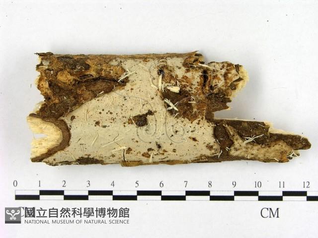 登錄號:F0001591藏品圖，第1張