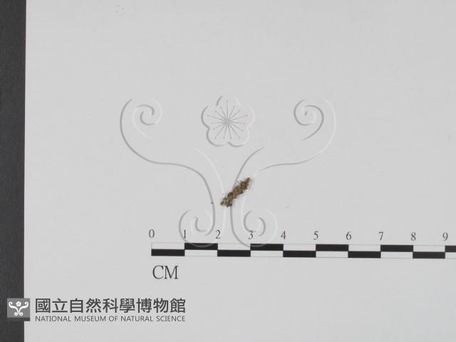 登錄號:F0011591藏品圖，第1張