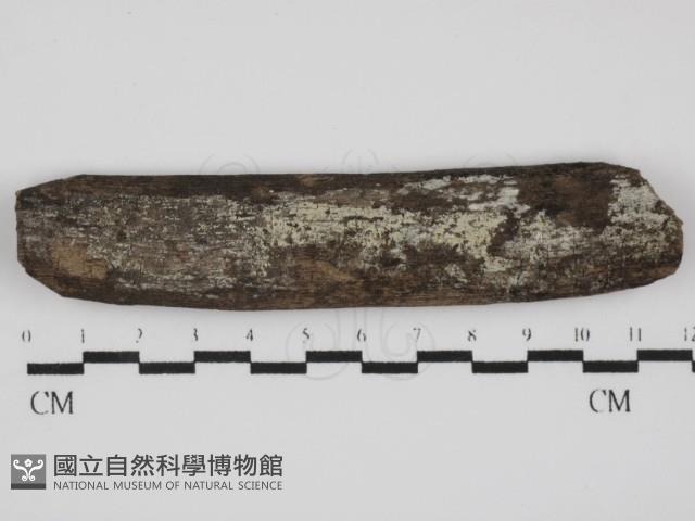 蠟孔菌屬藏品圖，第1張