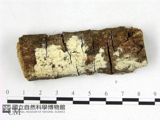 登錄號:F0022591藏品圖，第1張