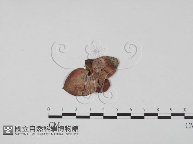 登錄號:F0002591藏品圖，第1張