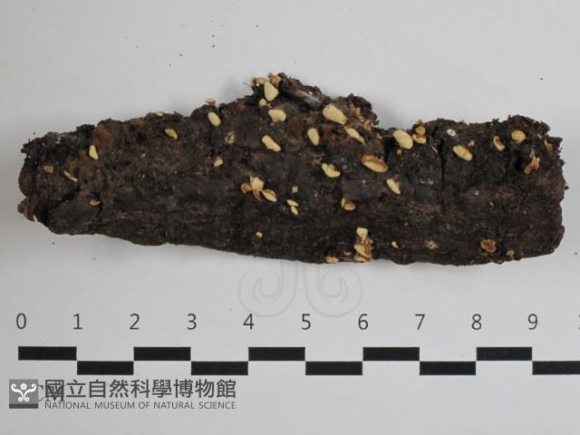 登錄號:F0032591藏品圖，第1張
