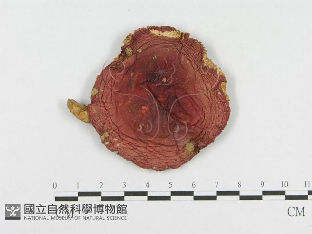 登錄號:F0007591藏品圖，第1張