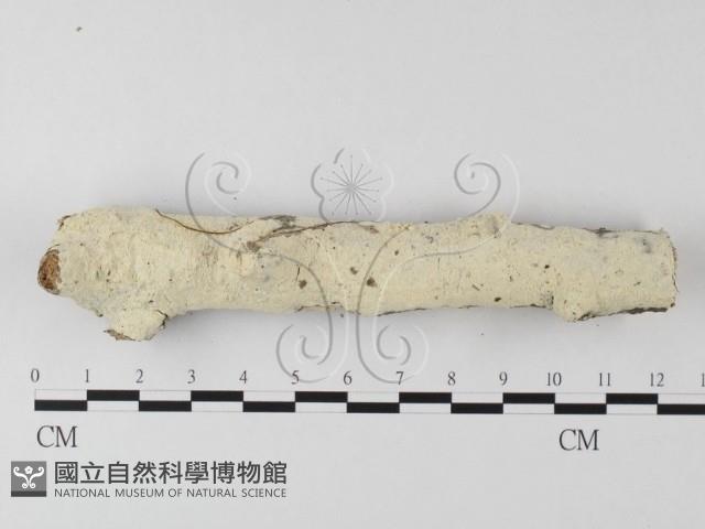 絲齒菌屬藏品圖，第1張