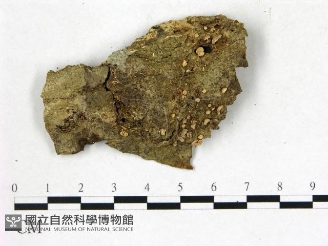 登錄號:F0005591藏品圖，第1張